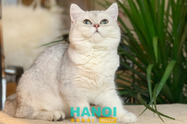 Cửa hàng Én Bạc Pets