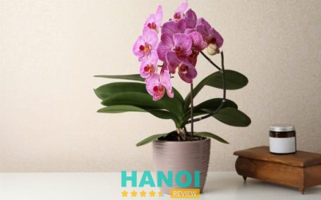 Shop Lan Hồ Điệp Hà Nội Orchids 79 Tây Hồ