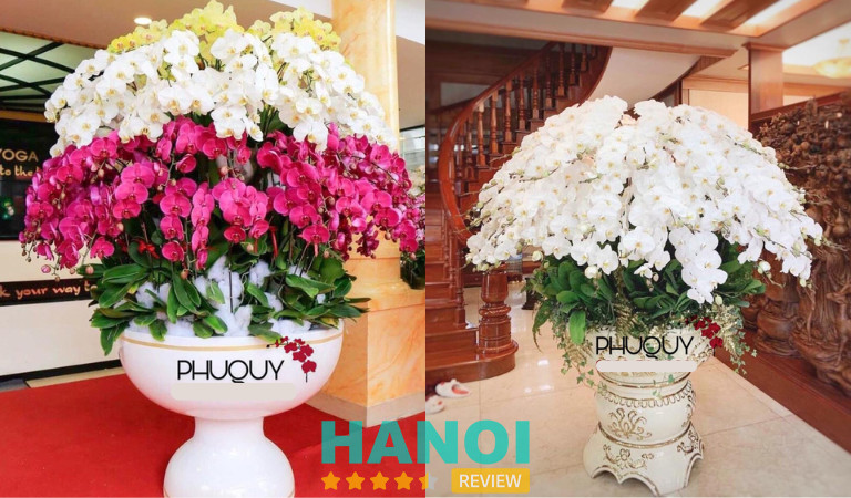 Shop Hoa Lan Phú Quý tại Hà Nội