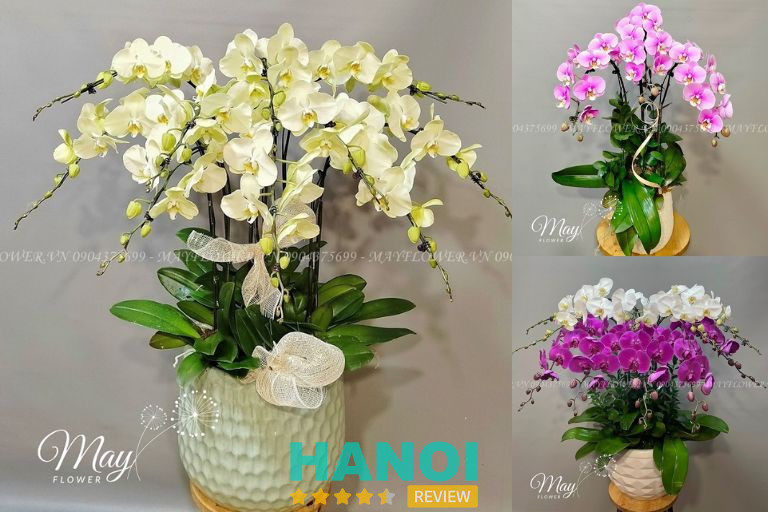 May Flower tại Quận Bắc Từ Liêm, Hà Nội