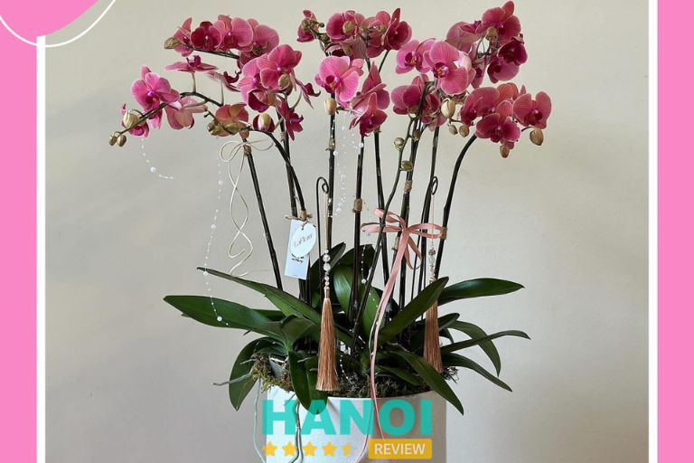 Myra Flower tại Quận Bắc Từ Liêm, Hà Nội